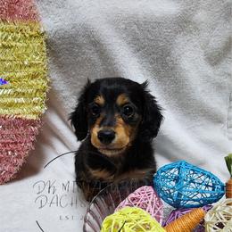 Boy 2 - Dachshund puppy in Florida from DK Miniature Dachshunds