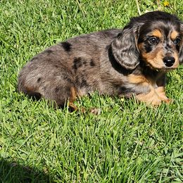 Tommy - Dapple male Dachshund puppy in Anaconda, Montana from Williams Family Dachshunds