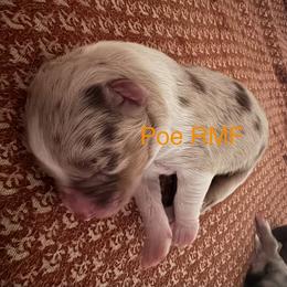 Poe - Red merle female Australian Shepherd puppy in Wrightstown, New Jersey from Hartzland Farm Australian Shepherds