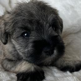 Boy 3 - Red Collar - Black male Miniature Schnauzer puppy in Ankeny, Iowa from Maple’s Cockapoo's and Libby's Schnauzer Puppies