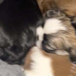 Shih Tzus from Caroline's Shih Tzus