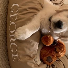 Golden Retriever Puppies from Autumn Lane Goldens