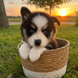 Tito - Black and white male Pomsky puppy in Wisconsin from Summer's Pomskies