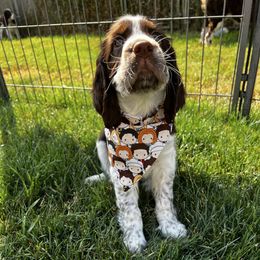 Pink-Rachel liver Tri ROAN - Liver and white female English Springer Spaniel puppy in Pacific, Washington from Kaveman Springers