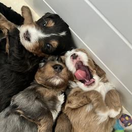 Aussiedoodle, Australian Mountain Doodle, Bernedoodle, Cavapoo, and Goldendoodle Puppies from CocoLove Doodles