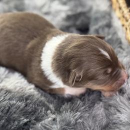 Girl 4 - Red tri-color female Australian Shepherd puppy in Volant, Pennsylvania from Addie's Aussies