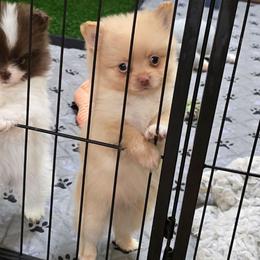 Johnny - Cream male Pomeranian puppy in Meherrin, Virginia from Traveling Poms