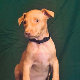 Sonic x Surf male puppy - Chestnut male Pharaoh Hound puppy in Vancouver, Washington from Nefer-Temu Pharaoh Hounds