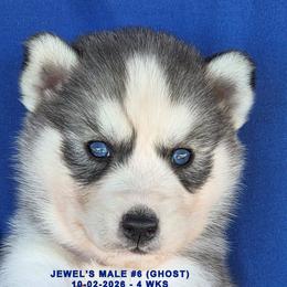 JEWEL'S MALE 6 - Gray and white male Siberian Husky puppy in Manilla, Iowa from Bruck's Siberian Huskies