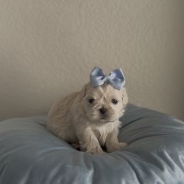 Matcha Whisk - White female Shih Tzu puppy in Cedar Hill, Texas from Puppy Paper House