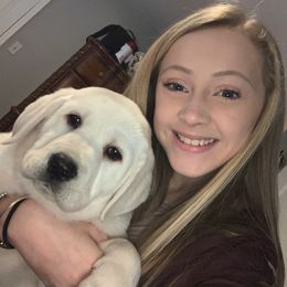 Labrador Retriever Puppies from Alabama English Labs