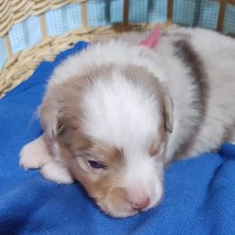 PINK COLLAR - Red merle Miniature Australian Shepherd puppy in Omak, Washington from Willow Flats Kennels