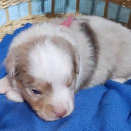 PINK COLLAR - Red merle Miniature Australian Shepherd puppy in Omak, Washington from Willow Flats Kennels