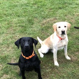 Labrador Retrievers from Lincoln County Labradors LLC