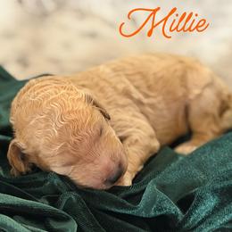 Millie - Apricot female Poodle puppy in Brooksville, Florida from Ariella Standard Poodles & Chinese Cresteds
