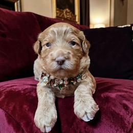 Chanel - Red  female Goldendoodle puppy in Pine Grove, California from Lundee Doodles