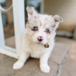 Pip - Merle female Pomsky puppy in Cleveland, Ohio from Lake Point Pomskies