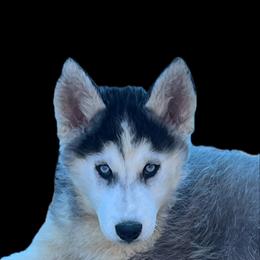 Crues black and white boy 2 - Black and white male Siberian Husky puppy in Trinity, Florida from Florida Husky Den