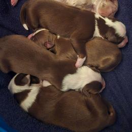 Girl 4 - Red tri-color female Australian Shepherd puppy in Russellville, Kentucky from Page Family Homestead