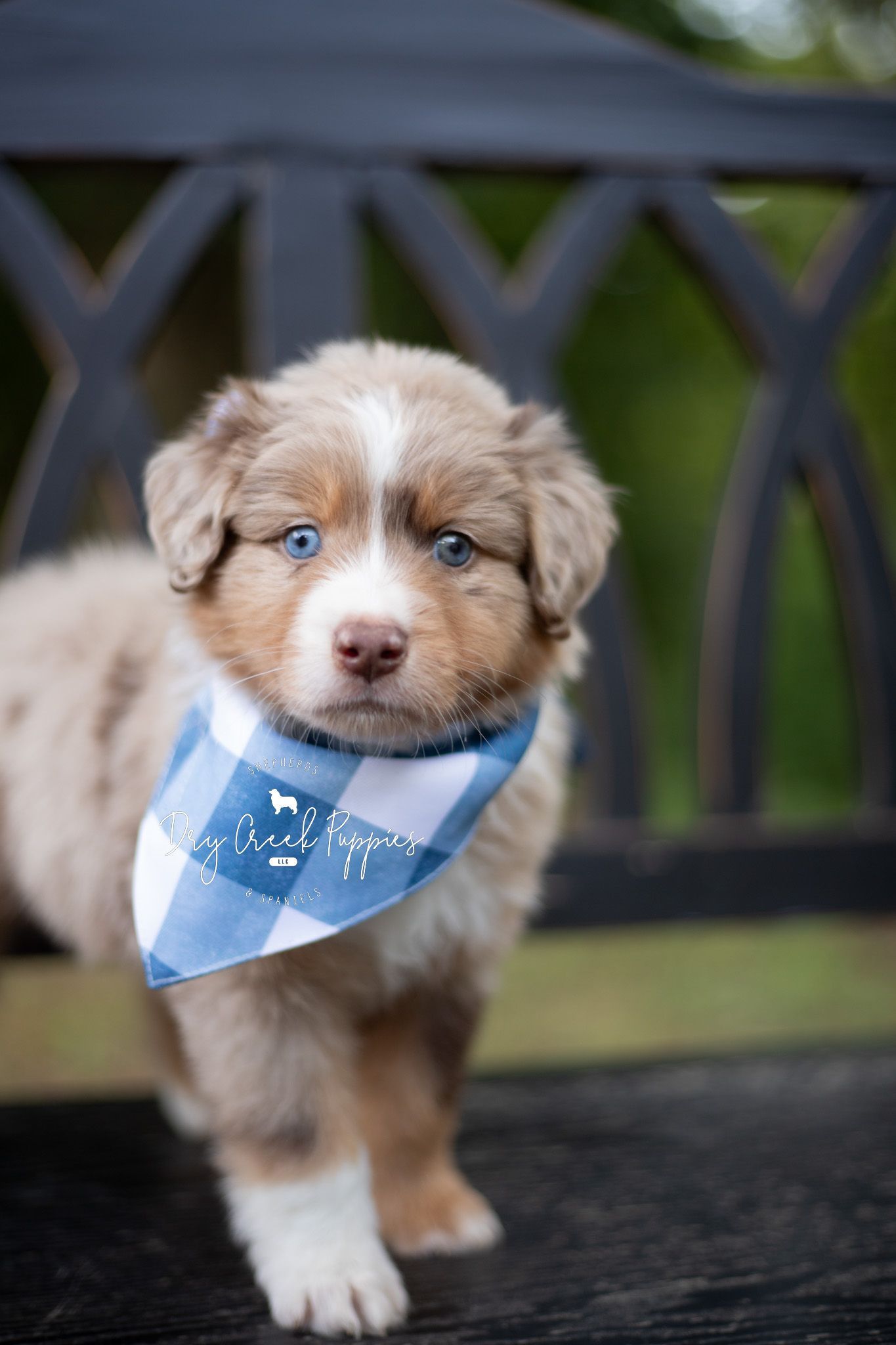 Australian Shepherd Dog puppy wearing a blue bandana