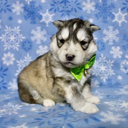 Forest(S4) - Gray and white male Siberian Husky puppy in Lunenburg, Vermont from SNOW WOOLY HUSKY