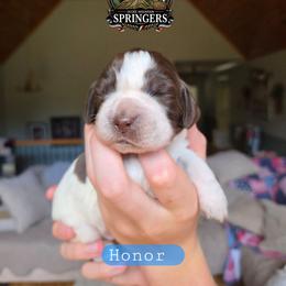 Honor - Liver white and roan male English Springer Spaniel puppy in Ocoee, Tennessee from Ocoee Mountain Springers
