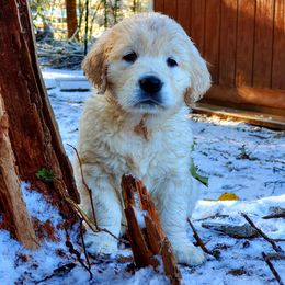 Golden Retriever Puppies from Hoekema Homestead Goldens