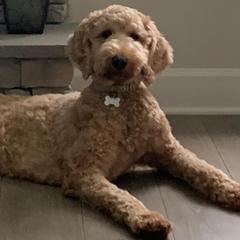Goldendoodles from Willow’s Goldendoodles