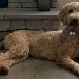 Goldendoodles from Willow’s Goldendoodles