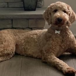 Goldendoodles from Willow’s Goldendoodles