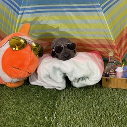 Great Dane Puppies from Lazuli Great Danes