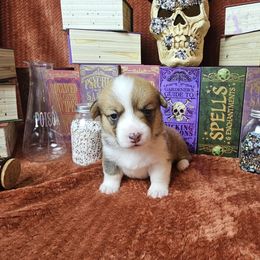 Royal-docked tail - Red female Pembroke Welsh Corgi puppy in Deming, New Mexico from Dragon Ridge Corgis