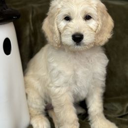 Goldendoodle Puppies from Gentry Doodles