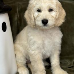 Goldendoodle Puppies from Gentry Doodles
