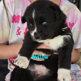 Willow - Black and white female Siberian Husky puppy in Meridian, Mississippi from JJ's Huskies