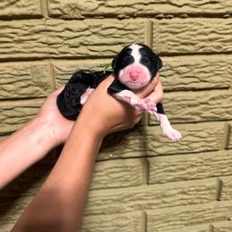 Emerald - Black and white male Bernedoodle puppy in Carmichaels, Pennsylvania from JensenBelle Doodles