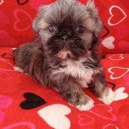 Heaven - Red female Shih Tzu puppy in Sulpher Springs, Texas from Pams Precious Shih Tzus