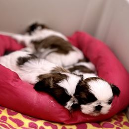 Poodle and Shih Tzu Puppies from Heritage Toy Poodles & Hallmark Jolei Shih Tzus