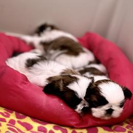 Poodle and Shih Tzu Puppies from Heritage Toy Poodles & Hallmark Jolei Shih Tzus