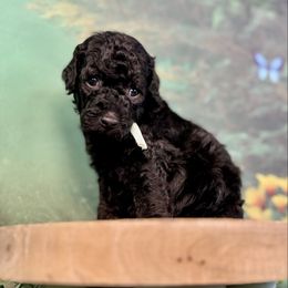 S'more - Black female Goldendoodle puppy in Haltom City, Texas from Ohana Doodles