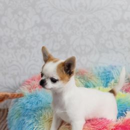 Chihuahua and Labrador Retriever Puppies from Gold Country Chihuahuas