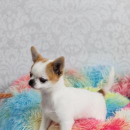 Chihuahua and Labrador Retriever Puppies from Gold Country Chihuahuas