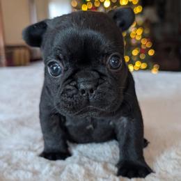 Bethlehem- affectionately known as Hemmie - Brindle male French Bulldog puppy in Fort Atkinson, Wisconsin from Bishop Bullyz