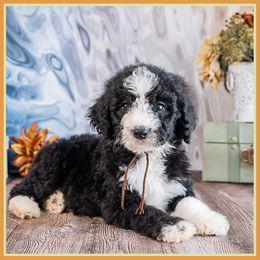 Frenchie - Black female Bernedoodle puppy in Connersville, Indiana from Deaz Doodle Ranch