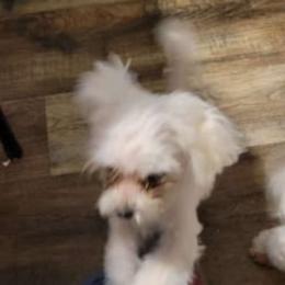 Joker - Maltese