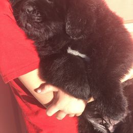 Newfoundland Puppies from Bookcliff Newfies