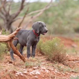 Weimaraner Puppies from Rafter V Weimaraners