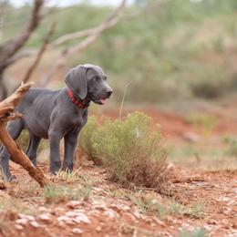 Weimaraner Puppies from Rafter V Weimaraners