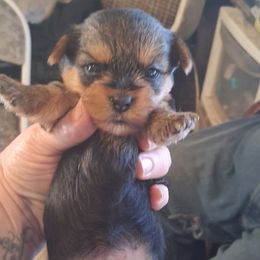 Genesis - Black and tan female Yorkshire Terrier puppy in Jacksonville, Arkansas from Royal Yorkie Terrier