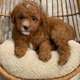 Angela - Red  female Poodle puppy in Belleville, New Jersey from TK Poodles